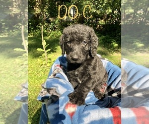 Labradoodle Puppy for sale in RICE LAKE, WI, USA