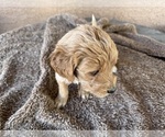 Small Photo #5 Goldendoodle (Miniature) Puppy For Sale in PAHRUMP, NV, USA