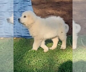 Great Pyrenees Puppy for sale in AGRA, OK, USA