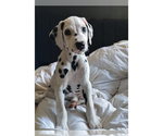 Small #2 Dalmatian