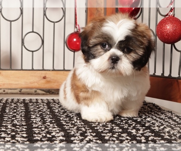 Medium Photo #2 Shih Tzu Puppy For Sale in NAPLES, FL, USA