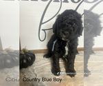 Puppy Country Blue Bo Labradoodle-Poodle (Miniature) Mix