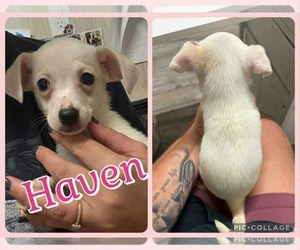 Chiweenie Dogs for adoption in Wakefield, RI, USA