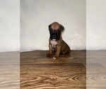 Puppy Fawn Male Boxer
