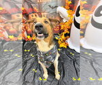 Small Photo #2 Labrador Retriever-Unknown Mix Puppy For Sale in Bryant, AR, USA