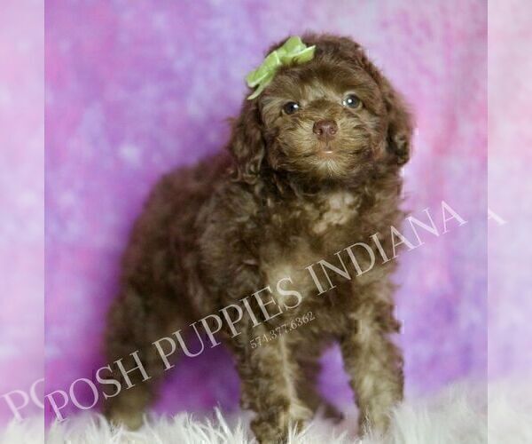 Medium Photo #127 Poodle (Miniature) Puppy For Sale in WARSAW, IN, USA
