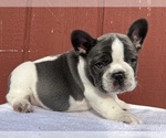 Small Photo #19 French Bulldog Puppy For Sale in SAINT CLAIR, MI, USA