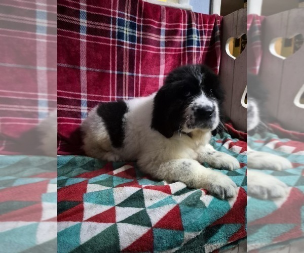 Medium Photo #9 Newfoundland Puppy For Sale in AURORA, IN, USA