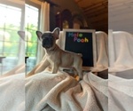 Small #1 French Bulldog