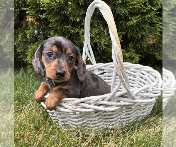 Medium Photo #4 Dachshund Puppy For Sale in MIDDLEBURY, IN, USA