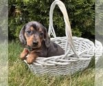 Small #3 Dachshund