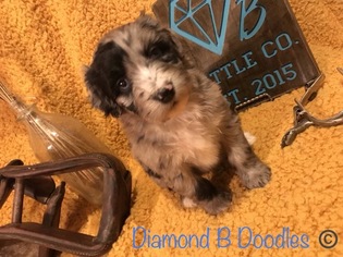 Aussiedoodle Puppy for sale in LEXINGTON, NC, USA
