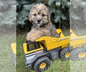 Shorkie Tzu Puppy for sale in MIDDLEBURY, IN, USA