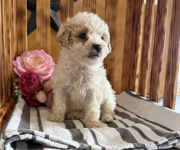 Medium Photo #2 Poodle (Miniature) Puppy For Sale in CURTISS, WI, USA
