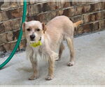 Small #4 Norfolk Terrier Mix