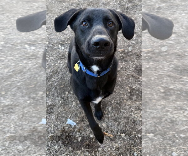 Medium Photo #1 Mutt Puppy For Sale in Corning, AR, USA