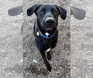 Mutt Dogs for adoption in Corning, AR, USA