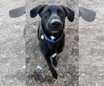 Tyson - Male Mutt Dog for Adoption - Small photo