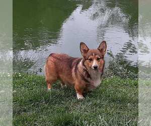 Mother of the Pembroke Welsh Corgi puppies born on 07/17/2021