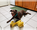 Small #2 Labrador Retriever