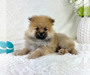 Pomeranian Puppy for sale in GREENFIELD, IN, USA