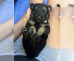 Small #3 German Shepherd Dog