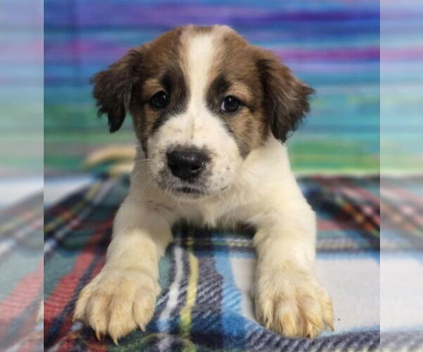 Medium Photo #1 Border Collie-Great Pyrenees Mix Puppy For Sale in Lakewood, CO, USA