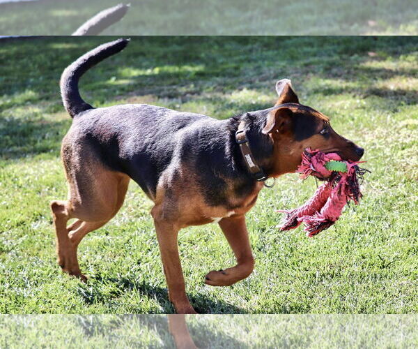 Medium Photo #4 Beagle-Unknown Mix Puppy For Sale in Omaha, NE, USA