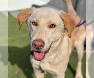 Labrador Retriever-Unknown Mix Dogs for adoption in San Diego, CA, USA