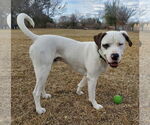 Small #1 Saint Bernard-Staffordshire Bull Terrier Mix