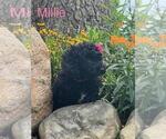 Puppy 4 Miniature Bernedoodle-Poodle (Miniature) Mix