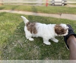 Small Photo #6 Shih Tzu Puppy For Sale in DETROIT, MI, USA