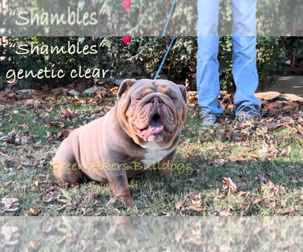 Medium Photo #1 English Bulldog Puppy For Sale in OOLOGAH, OK, USA