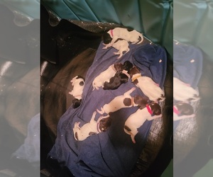 German Shorthaired Pointer Puppy for Sale in SANTEE, California USA