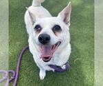 Small Chihuahua Mix
