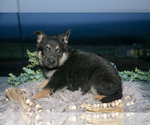 Small Photo #26 German Shepherd Dog Puppy For Sale in REBERSBURG, PA, USA