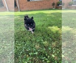Small Photo #10 Pomsky Puppy For Sale in WHEELERSBURG, OH, USA