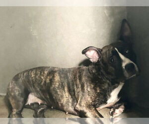 Mutt Dogs for adoption in San Bernardino, CA, USA