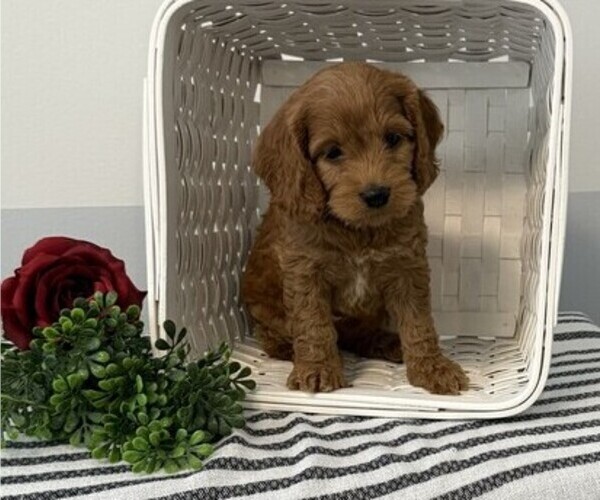 Medium Photo #2 Cavapoo Puppy For Sale in STANLEY, WI, USA