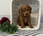 Small #1 Cavapoo
