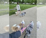 Small #3 Australian Shepherd