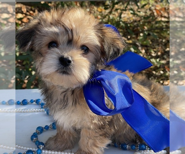 Medium Photo #5 Yorkie-ton Puppy For Sale in MC CLURE, PA, USA