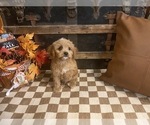 Small #4 Cavapoo (Miniature)