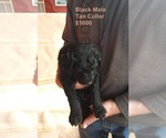 Small Photo #4 Aussiedoodle Puppy For Sale in OSCEOLA, MO, USA