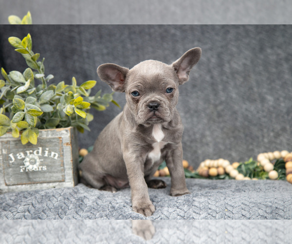 Medium Photo #3 Faux Frenchbo Bulldog-French Bulldog Mix Puppy For Sale in NEW CONCORD, OH, USA