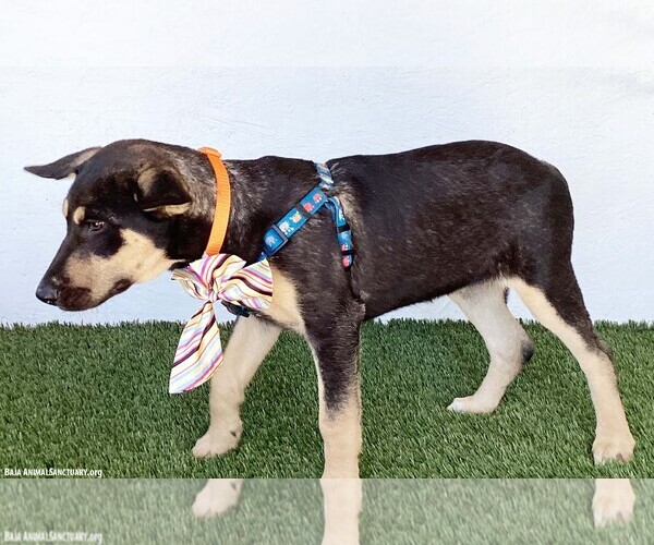 Medium Photo #4 German Shepherd Dog-Unknown Mix Puppy For Sale in San Diego, CA, USA