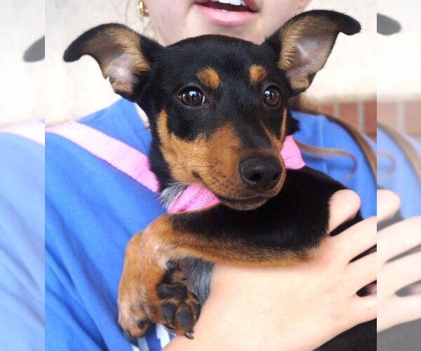 Medium Photo #2 Miniature Pinscher-Unknown Mix Puppy For Sale in Carrollton, TX, USA