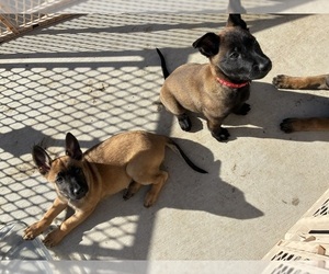 Belgian Malinois Litter for sale in ANTELOPE, CA, USA