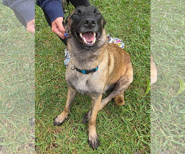 Medium Photo #2 Mutt Puppy For Sale in Plantation, FL, USA