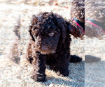Small Photo #32 Spanish Water Dog Puppy For Sale in SIMLA, CO, USA